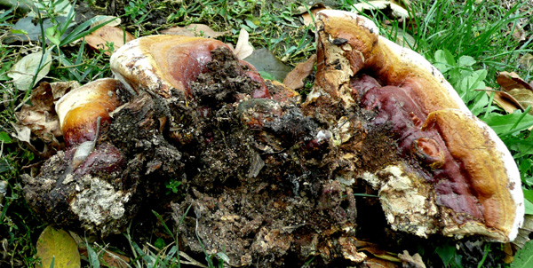 Fungo o alieno? (Ganoderma resinaceum)